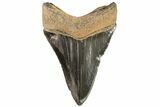 Serrated, Fossil Megalodon Tooth - Georgia #75778-1